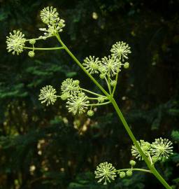 Fotografia da espécie Aralia californica