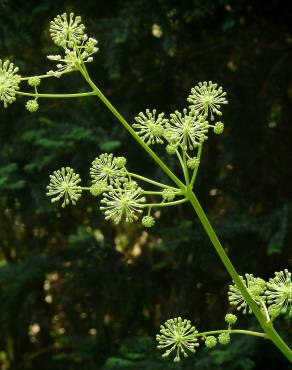 Fotografia 6 da espécie Aralia californica no Jardim Botânico UTAD