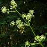 Fotografia 6 da espécie Aralia californica do Jardim Botânico UTAD