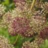 Fotografia 7 da espécie Aralia californica do Jardim Botânico UTAD