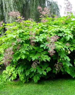 Fotografia 8 da espécie Aralia californica no Jardim Botânico UTAD