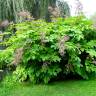 Fotografia 8 da espécie Aralia californica do Jardim Botânico UTAD