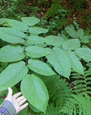 Fotografia 9 da espécie Aralia californica no Jardim Botânico UTAD