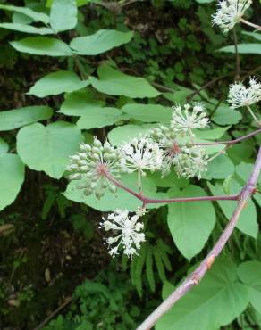 Fotografia 10 da espécie Aralia californica no Jardim Botânico UTAD