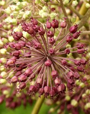 Fotografia 11 da espécie Aralia californica no Jardim Botânico UTAD