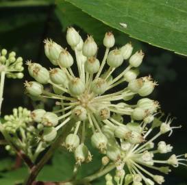 Fotografia da espécie Aralia californica