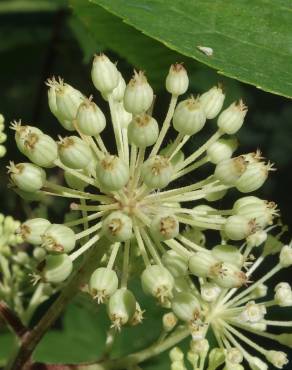 Fotografia 12 da espécie Aralia californica no Jardim Botânico UTAD