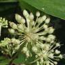 Fotografia 12 da espécie Aralia californica do Jardim Botânico UTAD