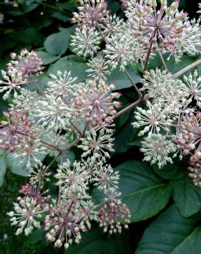 Fotografia 13 da espécie Aralia californica no Jardim Botânico UTAD