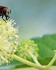 Fotografia da espécie Aralia cordata