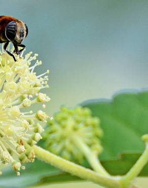 Fotografia 1 da espécie Aralia cordata no Jardim Botânico UTAD