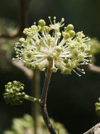 Fotografia da espécie Aralia cordata