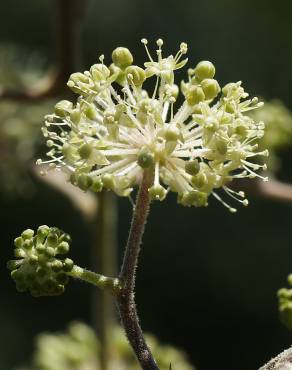 Fotografia 3 da espécie Aralia cordata no Jardim Botânico UTAD