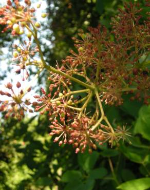 Fotografia 4 da espécie Aralia cordata no Jardim Botânico UTAD