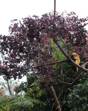 Fotografia 5 da espécie Aralia cordata no Jardim Botânico UTAD