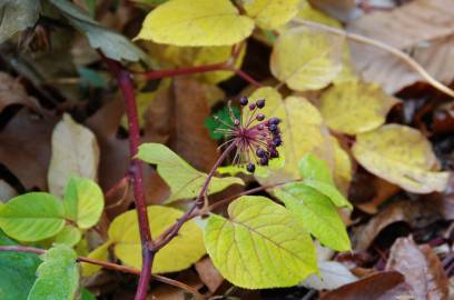 Fotografia da espécie Aralia cordata