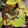 Fotografia 6 da espécie Aralia cordata do Jardim Botânico UTAD