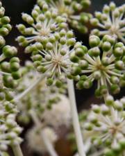 Fotografia da espécie Fatsia japonica