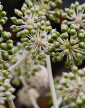 Fotografia 1 da espécie Fatsia japonica no Jardim Botânico UTAD