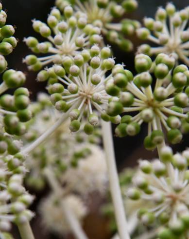 Fotografia de capa Fatsia japonica - do Jardim Botânico