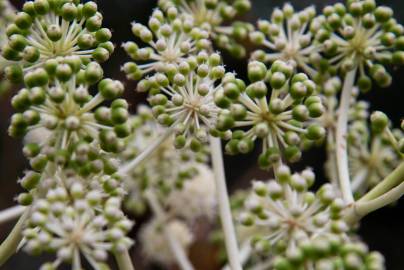 Fotografia da espécie Fatsia japonica