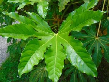 Fotografia da espécie Fatsia japonica