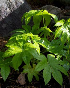 Fotografia 3 da espécie Fatsia japonica no Jardim Botânico UTAD