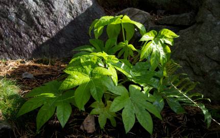 Fotografia da espécie Fatsia japonica