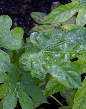 Fotografia 4 da espécie Fatsia japonica no Jardim Botânico UTAD