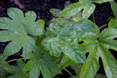 Fotografia da espécie Fatsia japonica