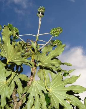 Fotografia 5 da espécie Fatsia japonica no Jardim Botânico UTAD