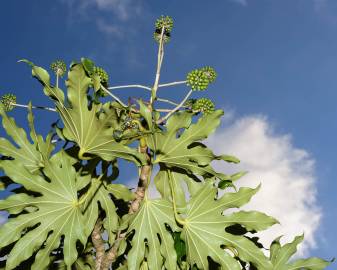 Fotografia da espécie Fatsia japonica