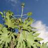 Fotografia 5 da espécie Fatsia japonica do Jardim Botânico UTAD