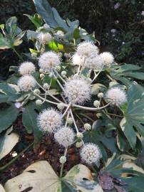 Fotografia da espécie Fatsia japonica