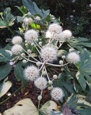 Fotografia 6 da espécie Fatsia japonica no Jardim Botânico UTAD