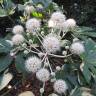 Fotografia 6 da espécie Fatsia japonica do Jardim Botânico UTAD