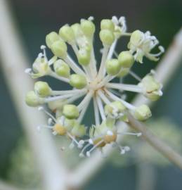 Fotografia da espécie Fatsia japonica