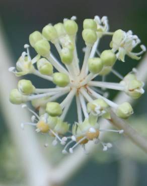 Fotografia 7 da espécie Fatsia japonica no Jardim Botânico UTAD