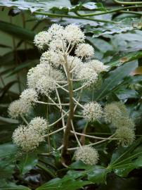 Fotografia da espécie Fatsia japonica