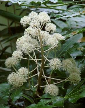 Fotografia 8 da espécie Fatsia japonica no Jardim Botânico UTAD