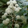 Fotografia 8 da espécie Fatsia japonica do Jardim Botânico UTAD