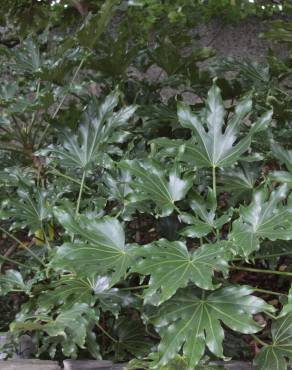 Fotografia 9 da espécie Fatsia japonica no Jardim Botânico UTAD