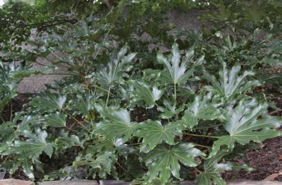 Fotografia da espécie Fatsia japonica