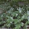 Fotografia 9 da espécie Fatsia japonica do Jardim Botânico UTAD