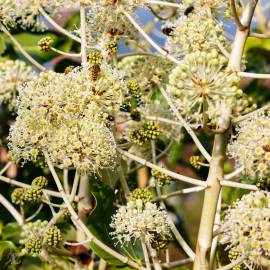 Fotografia da espécie Fatsia japonica