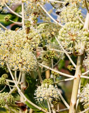 Fotografia 10 da espécie Fatsia japonica no Jardim Botânico UTAD