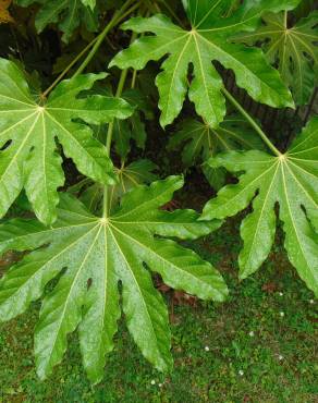 Fotografia 11 da espécie Fatsia japonica no Jardim Botânico UTAD