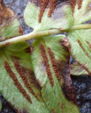 Fotografia da espécie Blechnum occidentale