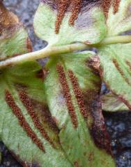 Blechnum occidentale