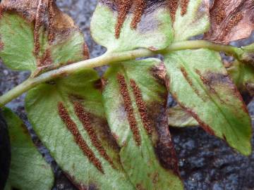 Fotografia da espécie Blechnum occidentale